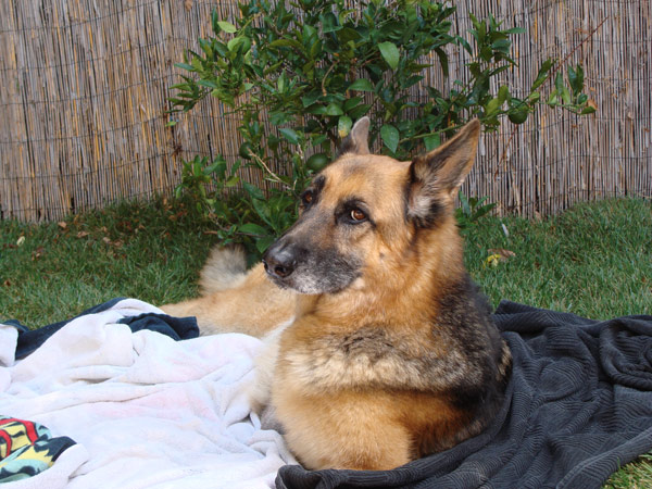 UllaAfterSurgery_01 ULLA THE GSD