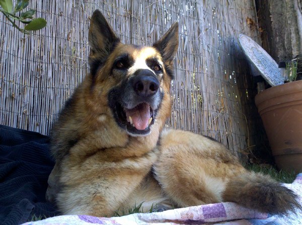 backyardChillin