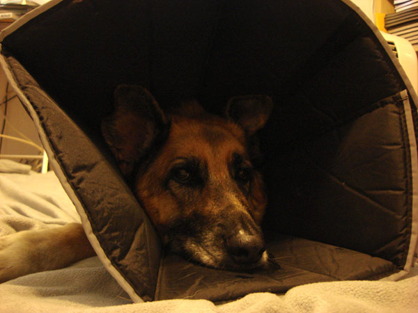 coneOfShame